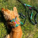 Фото - амуниция Max & Molly Urban Pets H-Harness шлея для собак Tropical
