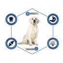 Advance (Эдванс) Dog Maxi Adult - корм для взрослых собак крупных пород (с курицей и рисом)