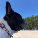 Фото - амуниция Max & Molly Urban Pets Smart ID Collar ошейник для собак с QR-кодом Watermelon