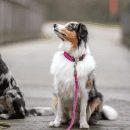 Фото - амуниция Sprenger прорезиненный поводок для собак без ручки НЕОНОВО РОЗОВЫЙ
