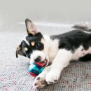 Фото - іграшки Kong SQUEEZZ ACTION іграшка-пищалка для собак напівпрозора М'ЯЧ