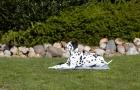 Фото - лежаки, матрасы, коврики и домики Trixie Охлаждающий коврик для животных