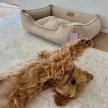 Фото - лежаки, матрасы, коврики и домики Harley & Cho DREAMER VELOUR BIEGE лежак для собак (велюр), бежевый