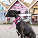 Фото - амуниция Max & Molly Urban Pets Short Leash поводок для собак Magical