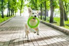Фото - игрушки Collar (Коллар) PITCH DOG (ПИТЧ ДОГ КОЛЬЦО) игрушка для собак 20 см