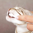 Фото - для зубів та пащі Trixie Dental-Care гігієнічний набір для догляду за порожниною рота котів