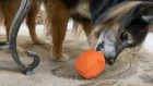 Фото - игрушки SodaPup (Сода Пап) MKB Turkey Treat Dispenser игрушка для собак ИНДЕЙКА, оранжевый