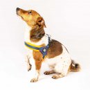 Фото - амуниция Max & Molly Urban Pets Q-Fit Harness шлея для собак Matrix Orange