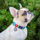 Фото - амуніція Collar WAUDOG Nylon Recycled градієнт, нейлоновий нашийник для собак з QR паспортом, блакитний