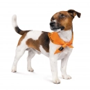 Фото - одежда Pet Fashion (Пет Фешин) CASPER бандана для собак