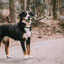 Фото - амуниция Sprenger прорезиненный поводок для собак без ручки ЧЕРНЫЙ