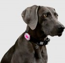 Фото - амуниция Max & Molly Urban Pets Matrix Ultra LED Safety Light Pink/Cube светодиодный фонарик на ошейник для собак, розовый