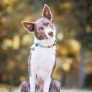 Фото - амуниция Max & Molly Urban Pets Smart ID Collar ошейник для собак с QR-кодом Ducklings