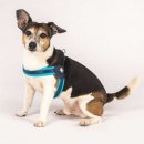 Фото - амуніція Max & Molly Urban Pets Q-Fit Harness шлея для собаки Matrix Sky Blue