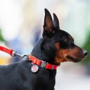 Фото - амуниция Collar WAUDOG WATERPROOF суперпрочный поводок для собак из водоотталкивающего материала, красный