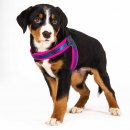 Фото - амуниция Max & Molly Urban Pets Q-Fit Harness шлея для собак Matrix Pink