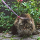 Фото - шлейки, нашийники Max & Molly Urban Pets Cat Harness/Leash Set шлейка з повідцем для кішок Cherry Bloom,