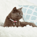 Фото - амуниция Max & Molly Urban Pets Smart ID Cat Collar ошейник для кошек Cherry Bloom