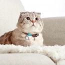 Фото - шлейки, нашийники Max & Molly Urban Pets Smart ID Cat Collar нашийник для котів Comic