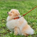 Фото - амуниция Collar SOFT Ошейник для собак длинношерстных пород круглый коричневый