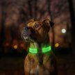 Фото - амуниция Collar WAUDOG Led ошейник для собак с подсветкой и магнитной застежкой