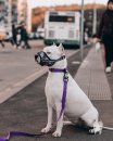Фото - амуниция Collar EVOLUTOR супер прочный ошейник для собак ФИОЛЕТОВЫЙ