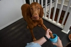 Фото - лапомийка Dexas (Дексас) MUDBUSTER силіконова лапомийка для собак, блакитний