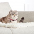 Фото - шлейки, нашийники Max & Molly Urban Pets Smart ID Cat Collar нашийник для кішок з QR-кодом Strawberry Dream