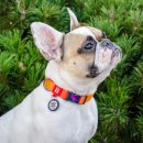 Фото - амуниция Collar WAUDOG Nylon Recycled градиент, ошейник нейлоновый для собак c QR паспортом, оранжевый