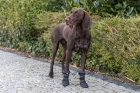 Фото - взуття Trixie Walker Active Long черевики для собак, чорний