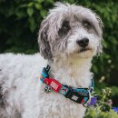 Фото - амуниция Max & Molly Urban Pets Smart ID Collar ошейник для собак с QR-кодом Little Monsters