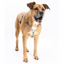 Фото - амуніція Max & Molly Urban Pets H-Harness шлея для собаки Comic