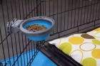 Фото - миски, поилки, фонтаны DEXAS Collapsible Kennel Bowl-Small - Миска складная с креплением для клетки для собак и кошек МАЛЕНЬКАЯ, голубой