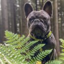 Фото - амуниция Max & Molly Urban Pets Smart ID Collar ошейник для собак с QR-кодом Kiwi