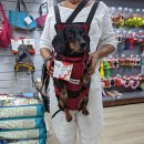 Фото - переноски, сумки, рюкзаки Camon (Камон) Рюкзак-слинг для собак и мелких животных, красный