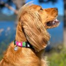 Фото - амуниция Max & Molly Urban Pets Smart ID Collar ошейник для собак с QR-кодом Tropical