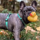 Фото - амуніція Max & Molly Urban Pets H-Harness шлея для собаки Ducklings