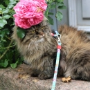 Фото - шлейки, ошейники Max & Molly Urban Pets Cat Harness/Leash Set шлея с поводком для кошек Little Monster