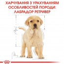 Фото - сухой корм Royal Canin LABRADOR RETRIEVER PUPPY (ЛАБРАДОР РЕТРИВЕР ПАППИ) корм для щенков до 15 месяцев
