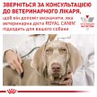 Фото - ветеринарные корма Royal Canin DIABETIC лечебный влажный корм для собак при сахарном диабете