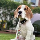 Фото - амуниция Max & Molly Urban Pets Smart ID Collar ошейник для собак с QR-кодом Comic