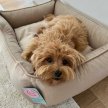 Фото - лежаки, матраси, килимки та будиночки Harley & Cho DREAMER VELOUR BIEGE лежак для собак (велюр), бежевий