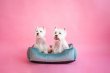 Фото - лежаки, матраси, килимки та будиночки Harley & Cho DREAMER VELOUR TIFFANY лежак для собак (велюр), м'ятний