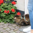 Фото - шлейки, ошейники Max & Molly Urban Pets Cat Harness/Leash Set шлея с поводком для кошек Black Sheep