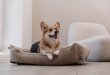 Фото - лежаки, матраси, килимки та будиночки Harley & Cho DREAMER VELVET CACAO лежак для собак (вельвет), бежевий