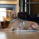 Фото - амуніція Max & Molly Urban Pets Multi-Function Leash багатофункціональний повідець для собак Aloha