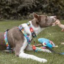 Фото - амуниция Max & Molly Urban Pets H-Harness шлея для собак Little Monsters