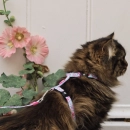 Фото - шлейки, ошейники Max & Molly Urban Pets Cat Harness/Leash Set шлея с поводком для кошек Cherry Bloom
