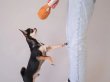 Фото - игрушки Harley & Cho Окорочок мягкая игрушка для собак и кошек
