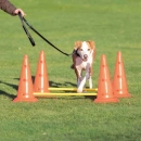 Фото - дрессировка и спорт Trixie DOG ACTIVITY набор препятствий для собак